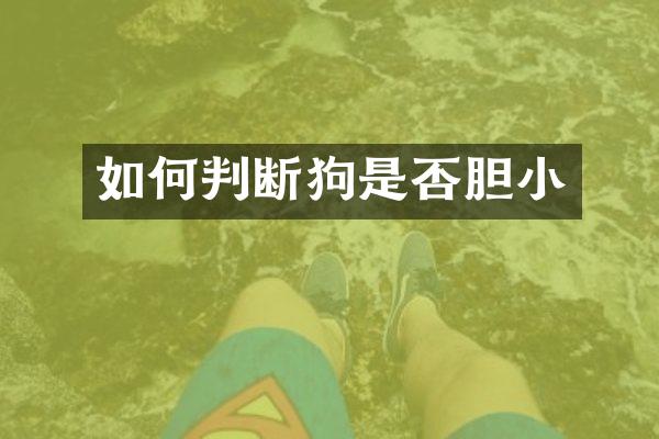 如何判断狗是否胆小