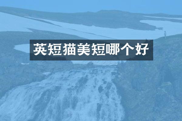 英短猫美短哪个好