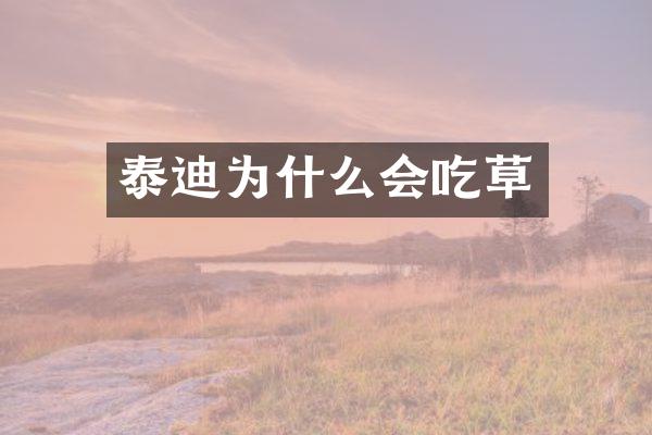 泰迪为什么会吃草