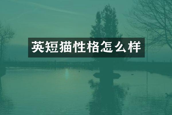 英短猫性格怎么样