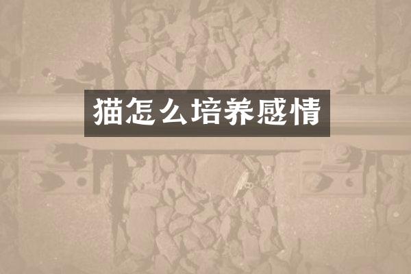 猫怎么培养感情