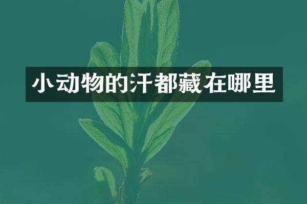 小动物的汗都藏在哪里