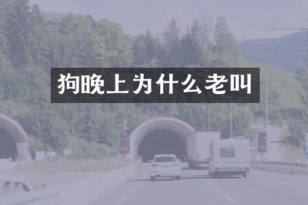 狗晚上为什么老叫