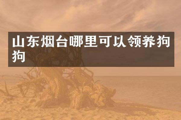 山东烟台哪里可以领养狗狗