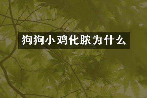 狗狗小鸡化脓为什么
