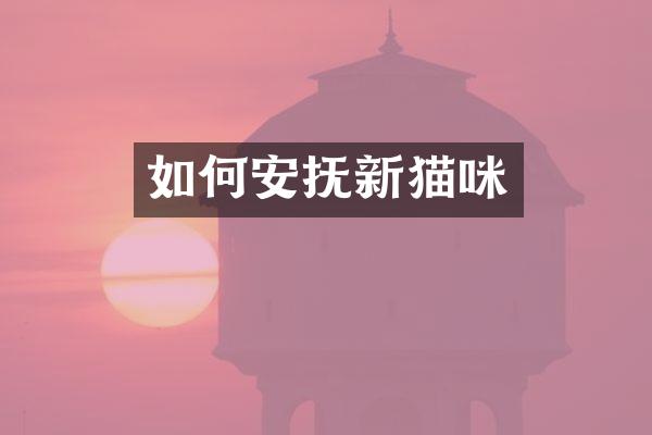 如何安抚新猫咪