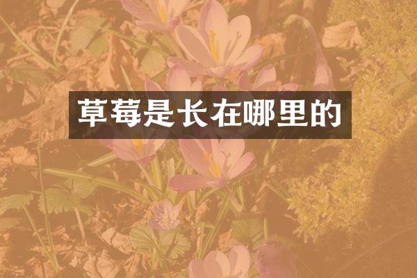 草莓是长在哪里的