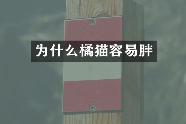 为什么橘猫容易胖
