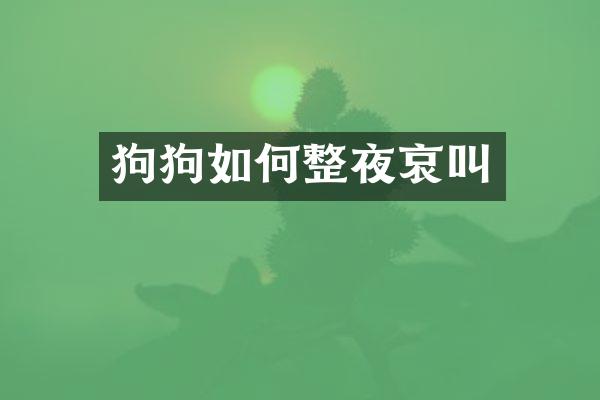 狗狗如何整夜哀叫