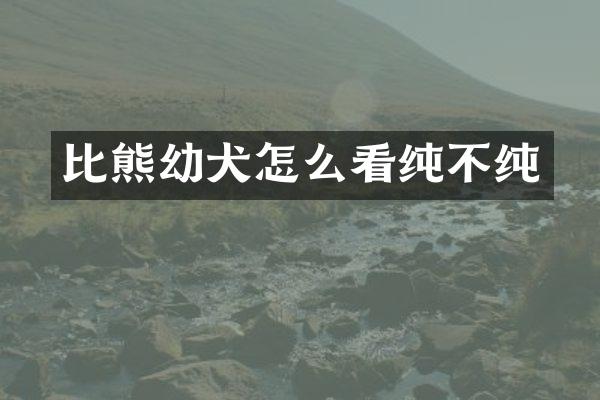 比熊幼犬怎么看纯不纯