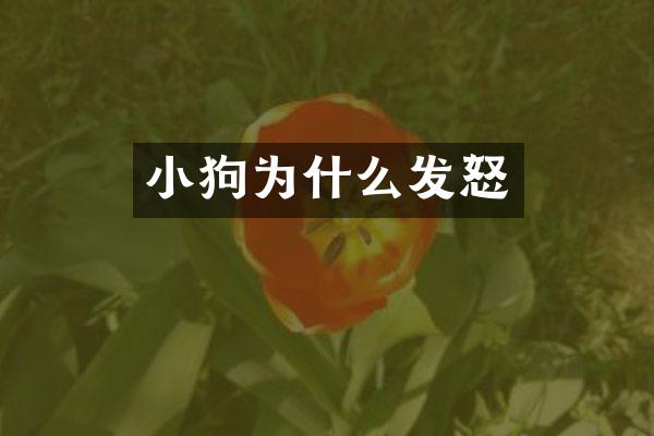 小狗为什么发怒