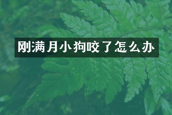 刚满月小狗咬了怎么办