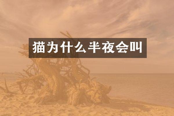 猫为什么半夜会叫