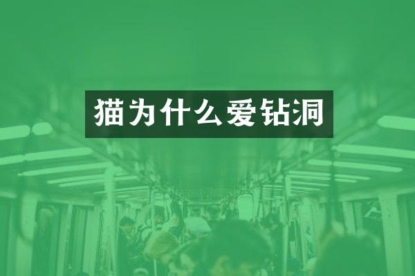 猫为什么爱钻洞