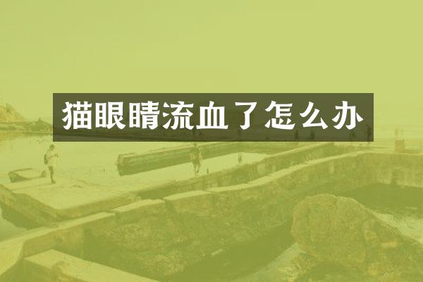 猫眼睛流血了怎么办
