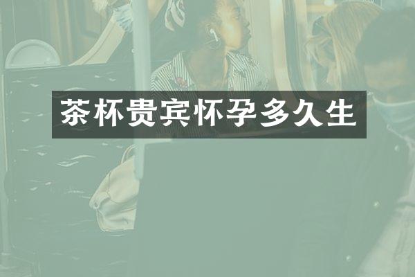 茶杯贵宾怀孕多久生
