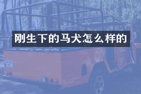 刚生下的马犬怎么样的