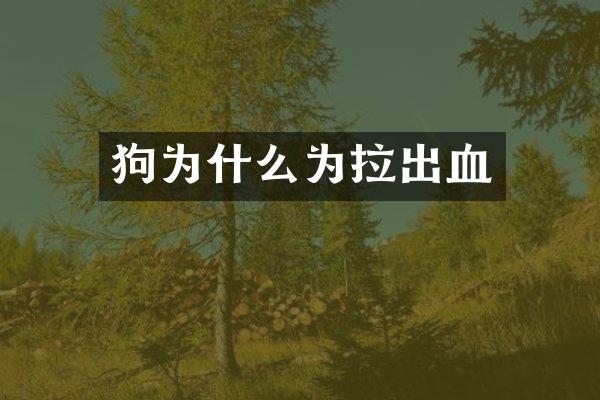 狗为什么为拉出血