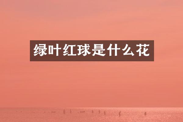 绿叶红球是什么花