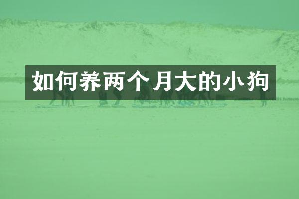 如何养两个月大的小狗