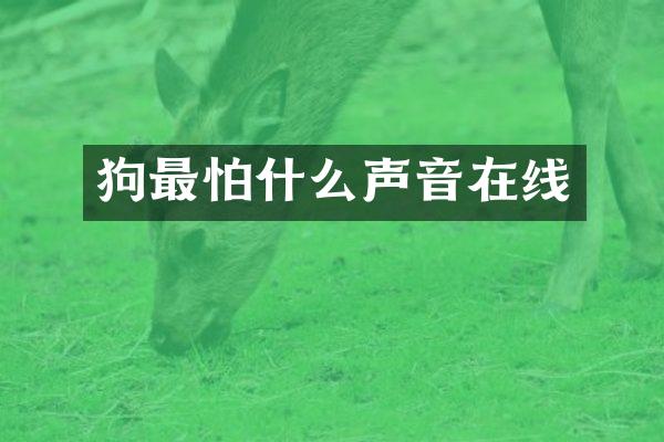 狗最怕什么声音在线