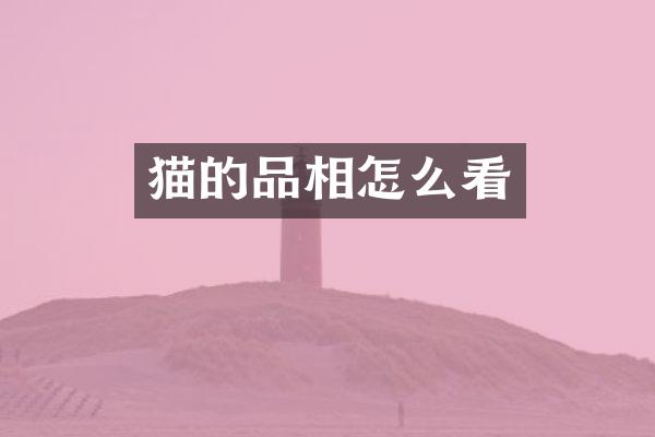 猫的品相怎么看