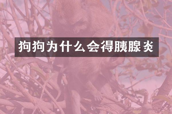 狗狗为什么会得胰腺炎