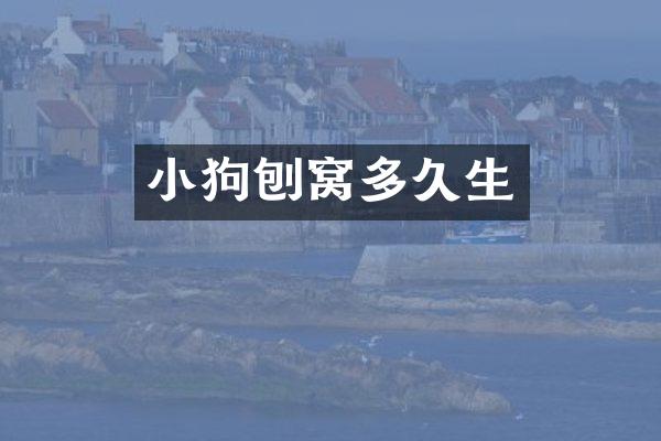 小狗刨窝多久生