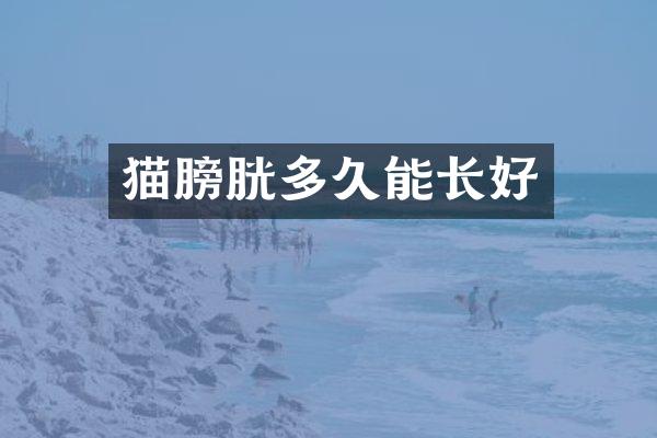 猫膀胱多久能长好