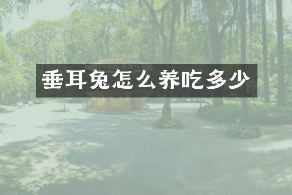 垂耳兔怎么养吃多少