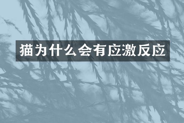 猫为什么会有应激反应