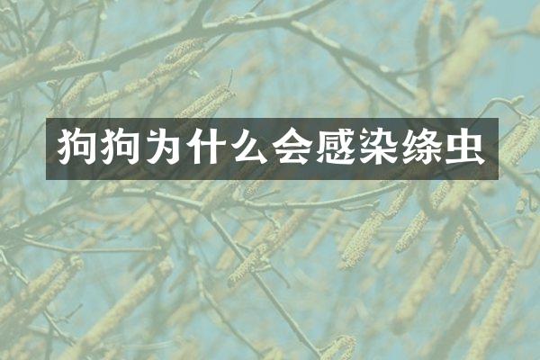 狗狗为什么会感染绦虫