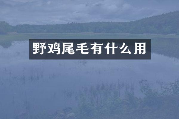野鸡尾毛有什么用