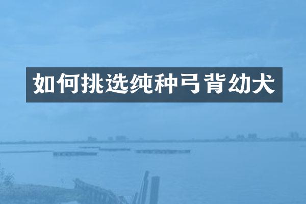 如何挑选纯种弓背幼犬