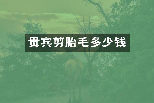 贵宾剪胎毛多少钱
