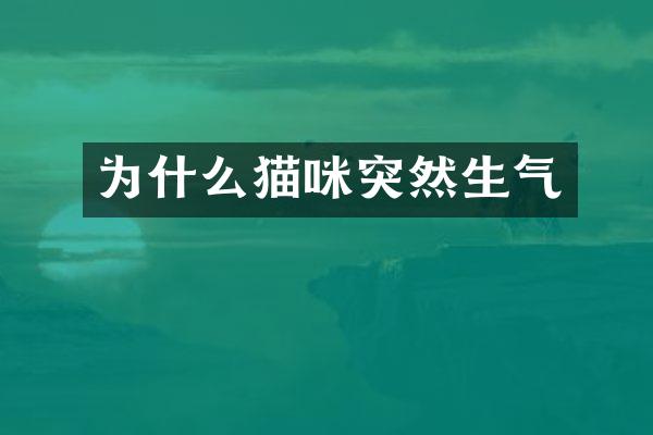 为什么猫咪突然生气