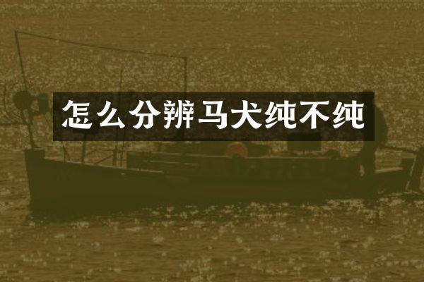 怎么分辨马犬纯不纯
