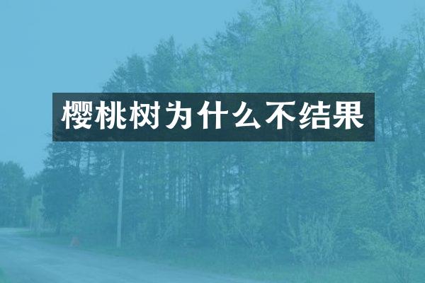 樱桃树为什么不结果