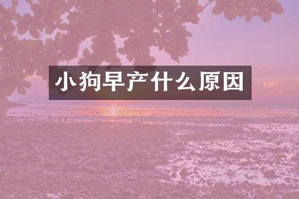 小狗早产什么原因