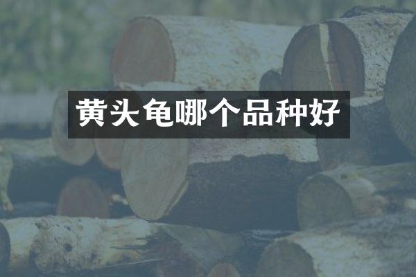 黄头龟哪个品种好