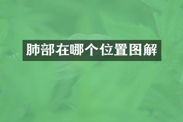 肺部在哪个位置图解