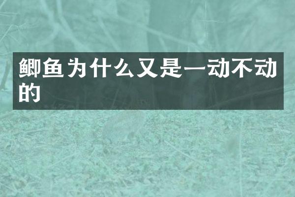 鲫鱼为什么又是一动不动的
