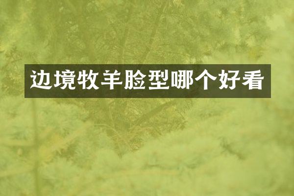 边境牧羊脸型哪个好看