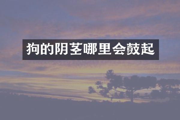 狗的阴茎哪里会鼓起