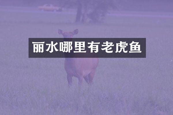 丽水哪里有老虎鱼