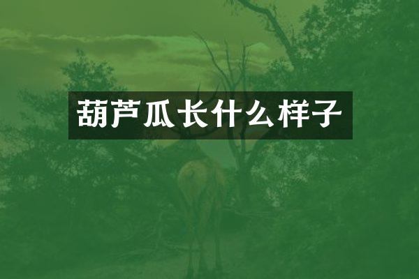 葫芦瓜长什么样子