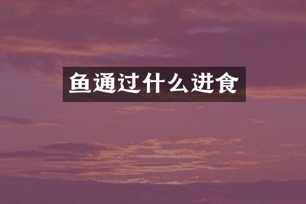 鱼通过什么进食
