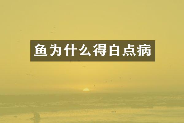 鱼为什么得白点病