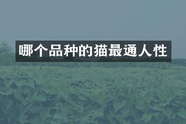 哪个品种的猫最通人性