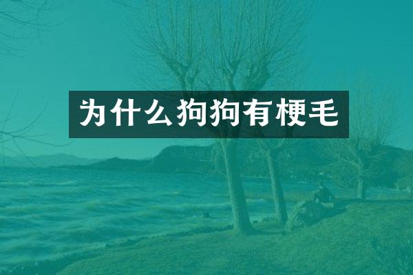 为什么狗狗有梗毛